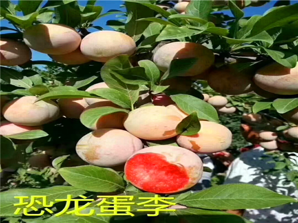 恐龍蛋李子苗基地批發